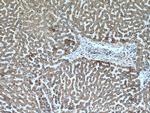 ALDH2 Antibody in Immunohistochemistry (Paraffin) (IHC (P))