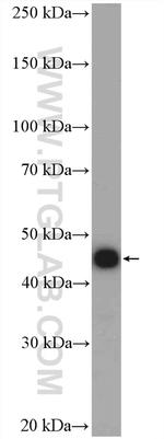 RCL1 Antibody in Western Blot (WB)