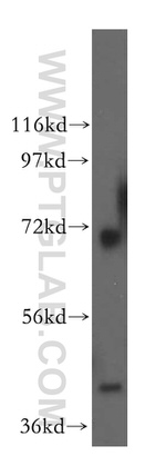 RCL1 Antibody in Western Blot (WB)