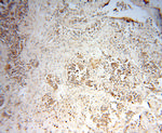 MRPL9 Antibody in Immunohistochemistry (Paraffin) (IHC (P))