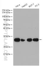 MRPL9 Antibody in Western Blot (WB)