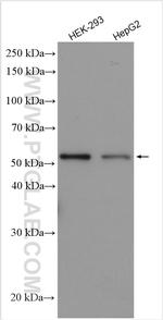 PPAT Antibody in Western Blot (WB)