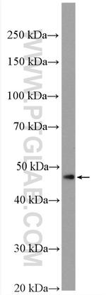 PPARA Antibody in Western Blot (WB)