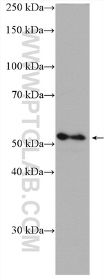 PPARA Antibody in Western Blot (WB)