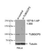 TUBGCP3 Antibody in Western Blot (WB)