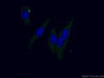 GLRX Antibody in Immunocytochemistry (ICC/IF)