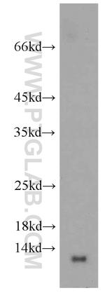 GLRX Antibody in Western Blot (WB)