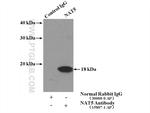 NAT5 Antibody in Immunoprecipitation (IP)