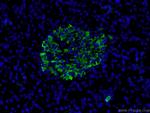 Insulin Antibody in Immunohistochemistry (PFA fixed) (IHC (PFA))