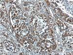 TDO2 Antibody in Immunohistochemistry (Paraffin) (IHC (P))