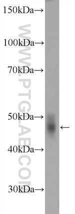 TDO2 Antibody in Western Blot (WB)