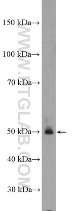 TDO2 Antibody in Western Blot (WB)