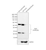 TIGIT Antibody in Western Blot (WB)