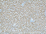 ARG1 Antibody in Immunohistochemistry (Paraffin) (IHC (P))