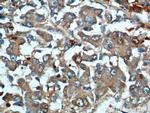 ARG1 Antibody in Immunohistochemistry (Paraffin) (IHC (P))