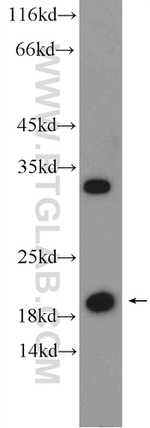 ARL1 Antibody in Western Blot (WB)
