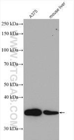 FBL Antibody in Western Blot (WB)