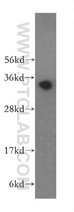 FBL Antibody in Western Blot (WB)