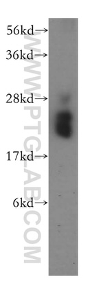 MRPS10 Antibody in Western Blot (WB)