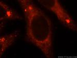 GNB2 Antibody in Immunocytochemistry (ICC/IF)