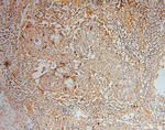 GNB2 Antibody in Immunohistochemistry (Paraffin) (IHC (P))