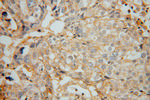 GNB2 Antibody in Immunohistochemistry (Paraffin) (IHC (P))