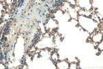 Icam-1 Antibody in Immunohistochemistry (Paraffin) (IHC (P))