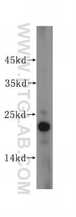 Claudin 4 Antibody in Western Blot (WB)