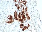 DBH/Dopamine Beta-Hydroxylase Antibody in Immunohistochemistry (Paraffin) (IHC (P))