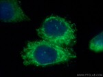 MRPS21 Antibody in Immunocytochemistry (ICC/IF)