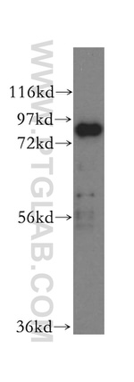 XRCC5/Ku80 Antibody in Western Blot (WB)