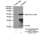 Claudin 3 Antibody in Immunoprecipitation (IP)