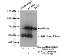 ATAD3 Antibody in Immunoprecipitation (IP)