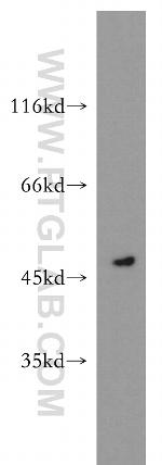 OXSM Antibody in Western Blot (WB)