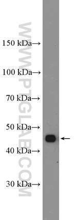 SPOP Antibody in Western Blot (WB)