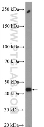 SPOP Antibody in Western Blot (WB)