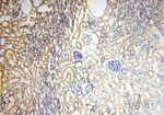 HSD17B8 Antibody in Immunohistochemistry (Paraffin) (IHC (P))