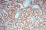 HSD17B8 Antibody in Immunohistochemistry (Paraffin) (IHC (P))