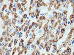 HSD17B8 Antibody in Immunohistochemistry (Paraffin) (IHC (P))