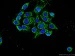 RAB11FIP1 Antibody in Immunocytochemistry (ICC/IF)