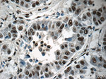 SNRPB Antibody in Immunohistochemistry (Paraffin) (IHC (P))