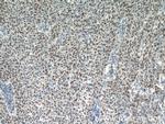 SNRPB Antibody in Immunohistochemistry (Paraffin) (IHC (P))