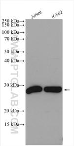 SNRPB Antibody in Western Blot (WB)