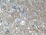 CNRIP1 Antibody in Immunohistochemistry (Paraffin) (IHC (P))