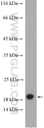 CNRIP1 Antibody in Western Blot (WB)