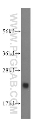 CNRIP1 Antibody in Western Blot (WB)