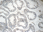 AGBL3 Antibody in Immunohistochemistry (Paraffin) (IHC (P))