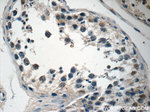 AGBL3 Antibody in Immunohistochemistry (Paraffin) (IHC (P))