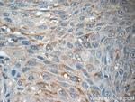 AGBL3 Antibody in Immunohistochemistry (Paraffin) (IHC (P))