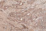 EIF5A2 Antibody in Immunohistochemistry (Paraffin) (IHC (P))